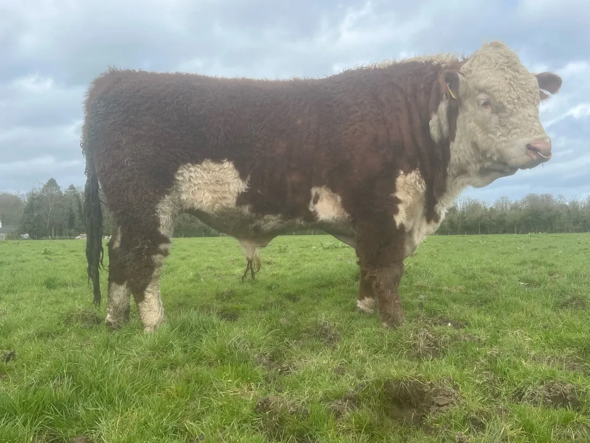 Hereford bulls - Image 4