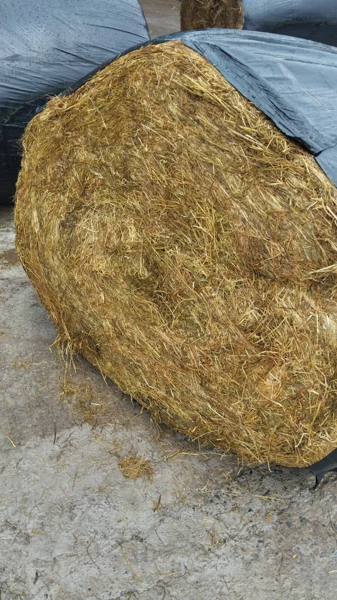 Silage Bales - Image 2