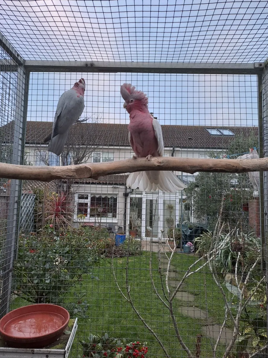 BABY GALAH FOR SALE