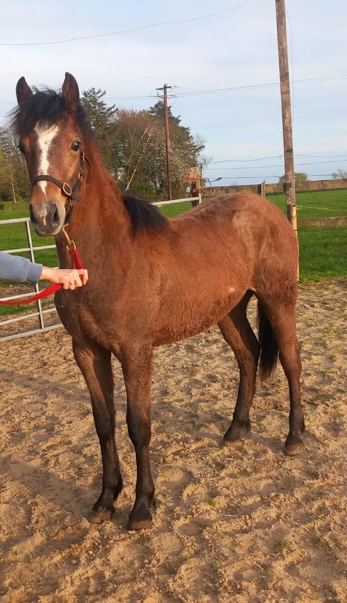 Grey Yearling Filly - Image 1