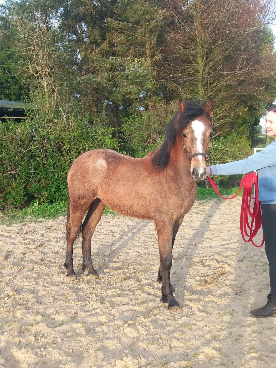 Grey Yearling Filly - Image 3