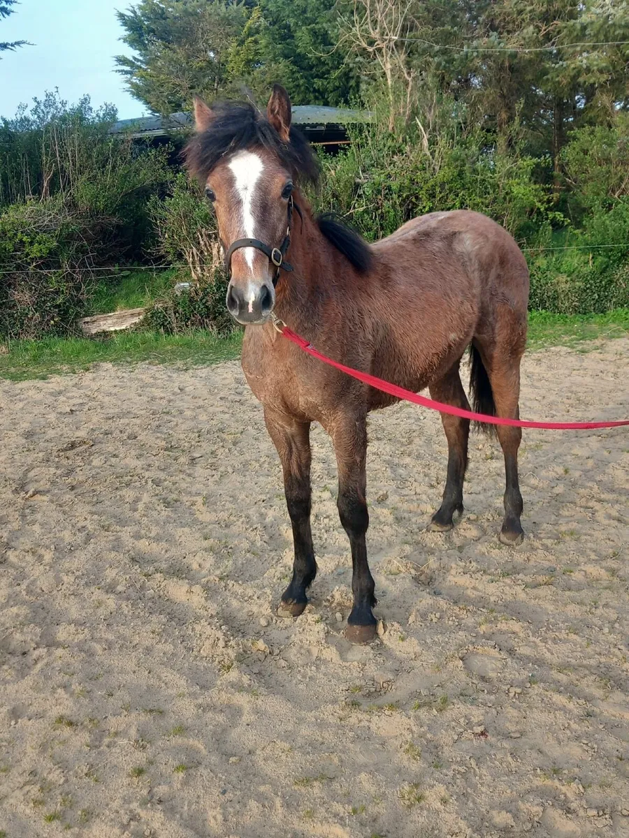 Grey Yearling Filly - Image 4