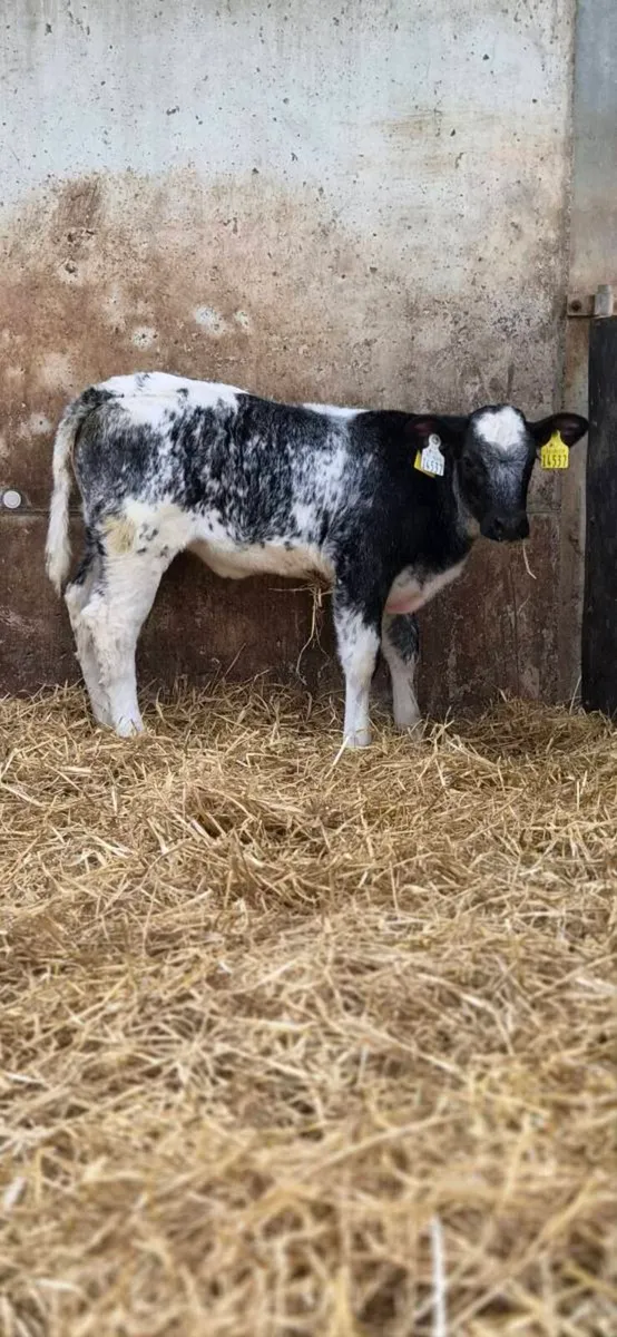 ⭐️⭐️⭐️⭐️⭐️star blue heifer calf - Image 1