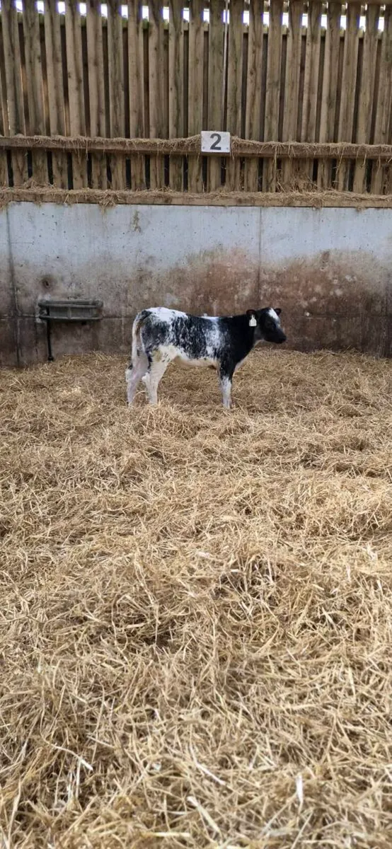 ⭐️⭐️⭐️⭐️⭐️star blue heifer calf - Image 3