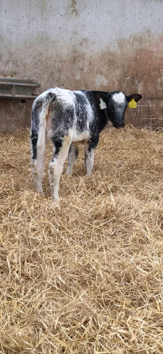 ⭐️⭐️⭐️⭐️⭐️star blue heifer calf - Image 4