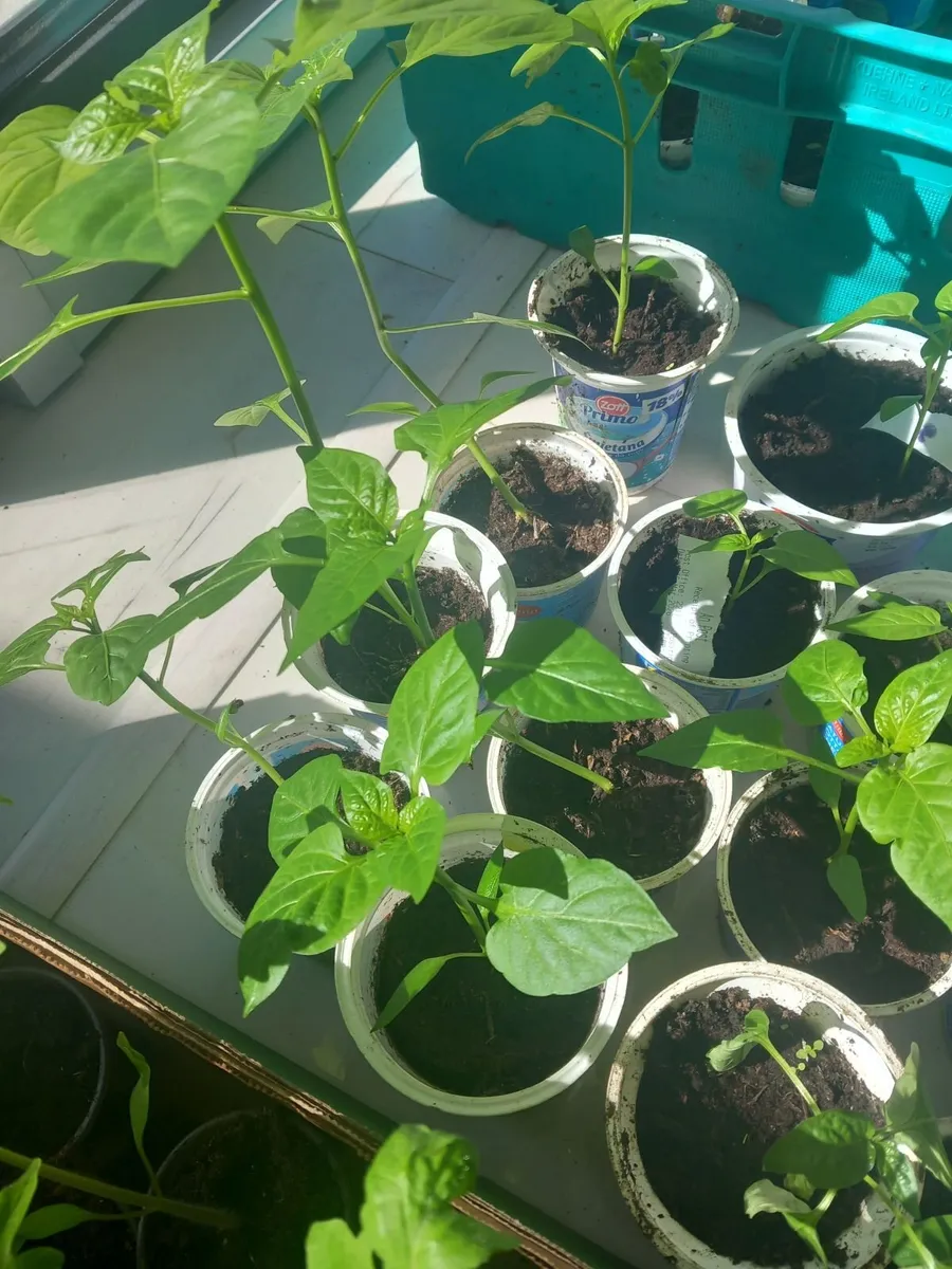 Tomatoe strawberry plants - Image 3
