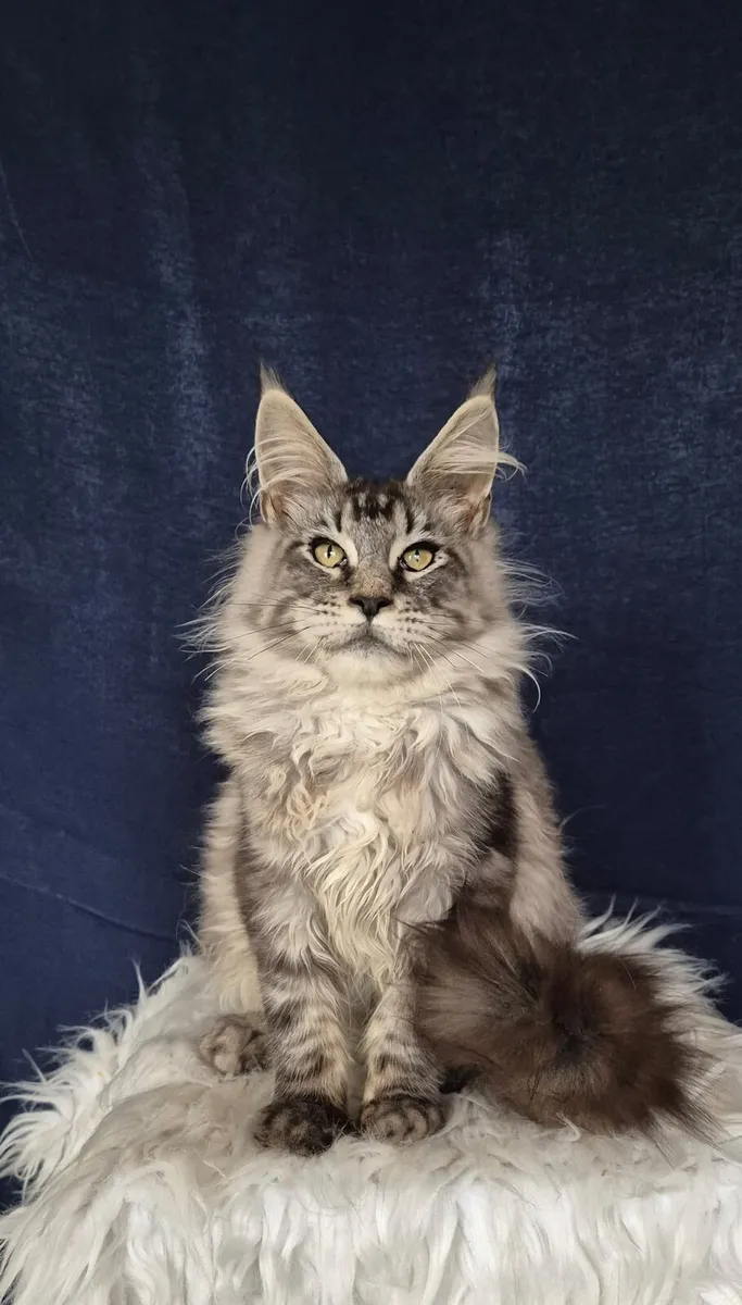 Maine Coon - Image 2