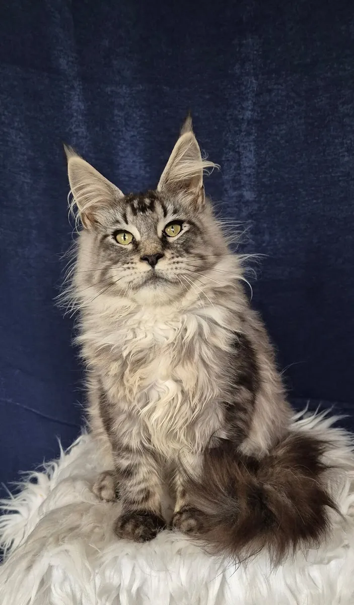 Maine Coon - Image 3