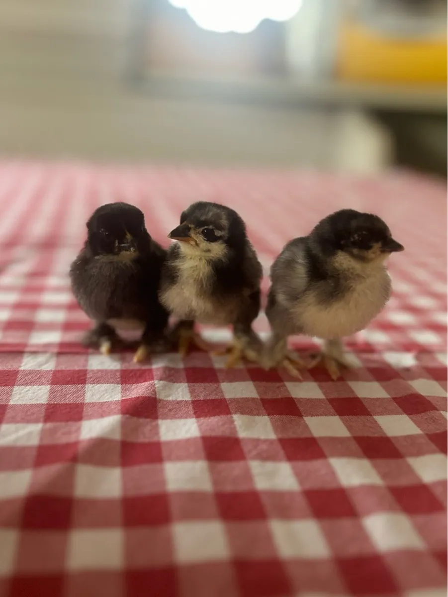 Week old black mottled Pekin Bantam Chicks - Image 2