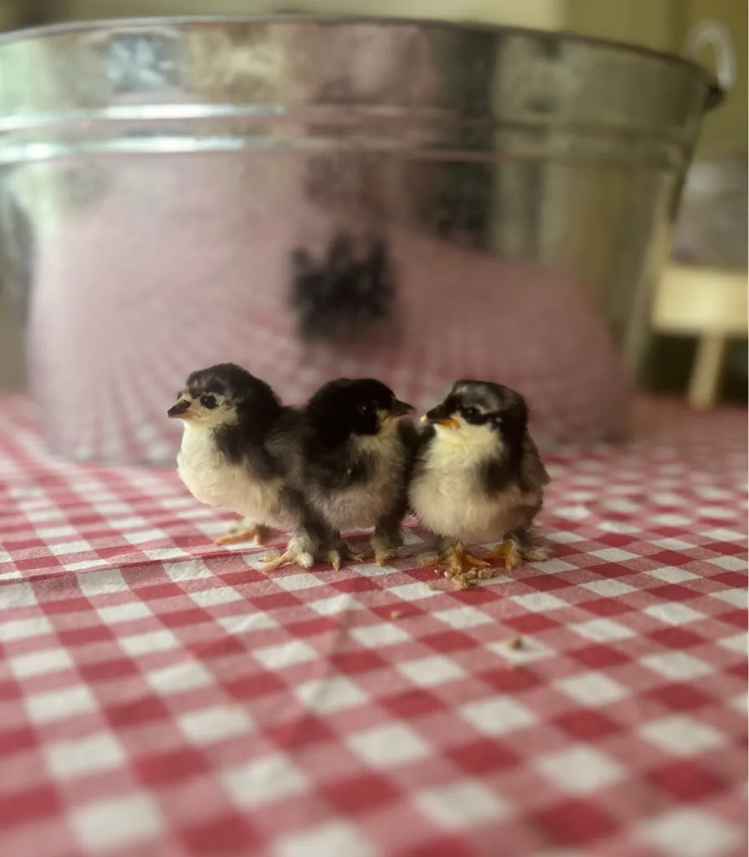 Week old black mottled Pekin Bantam Chicks - Image 3