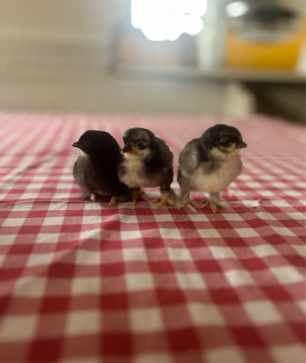 Week old black mottled Pekin Bantam Chicks - Image 4
