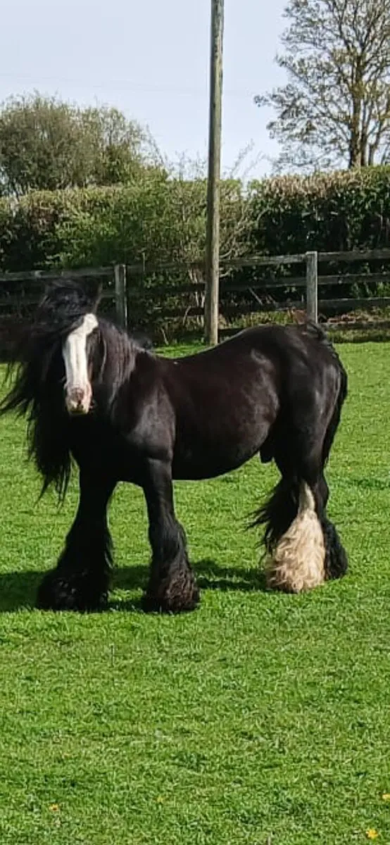 Heavy..Stallion - Image 1