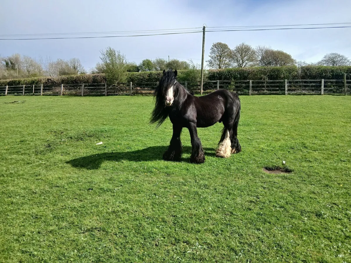 Heavy..Stallion - Image 3