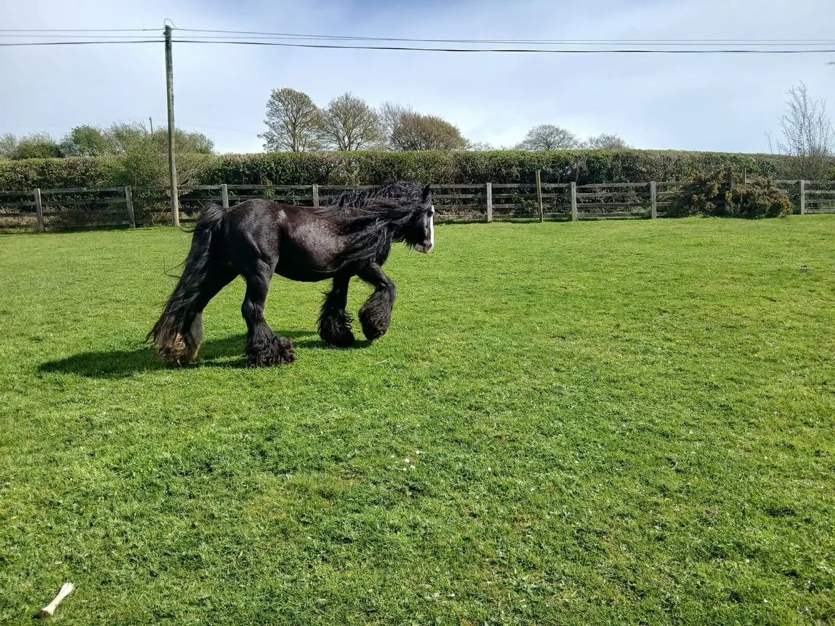 Heavy..Stallion - Image 2