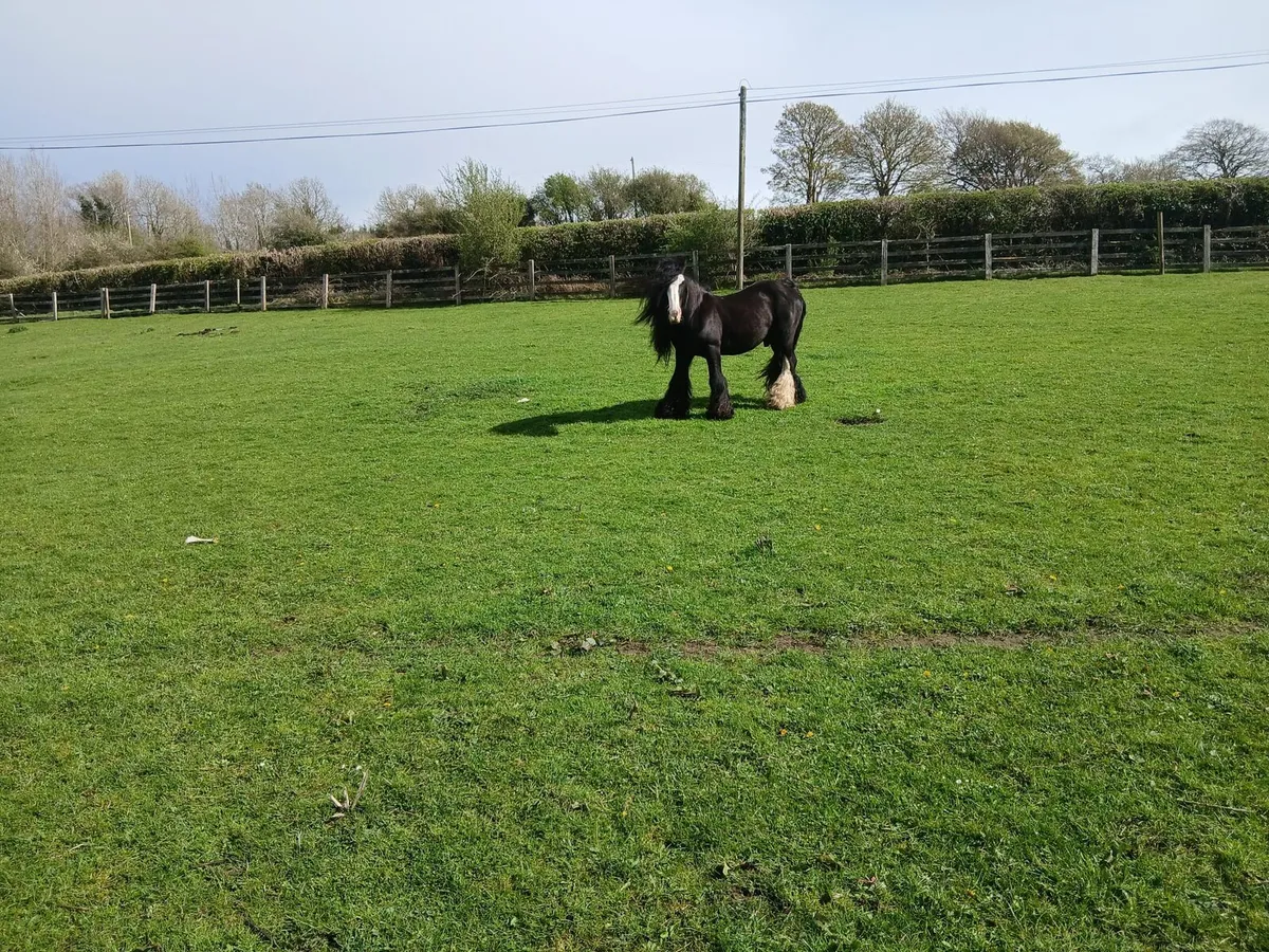 Heavy..Stallion - Image 4