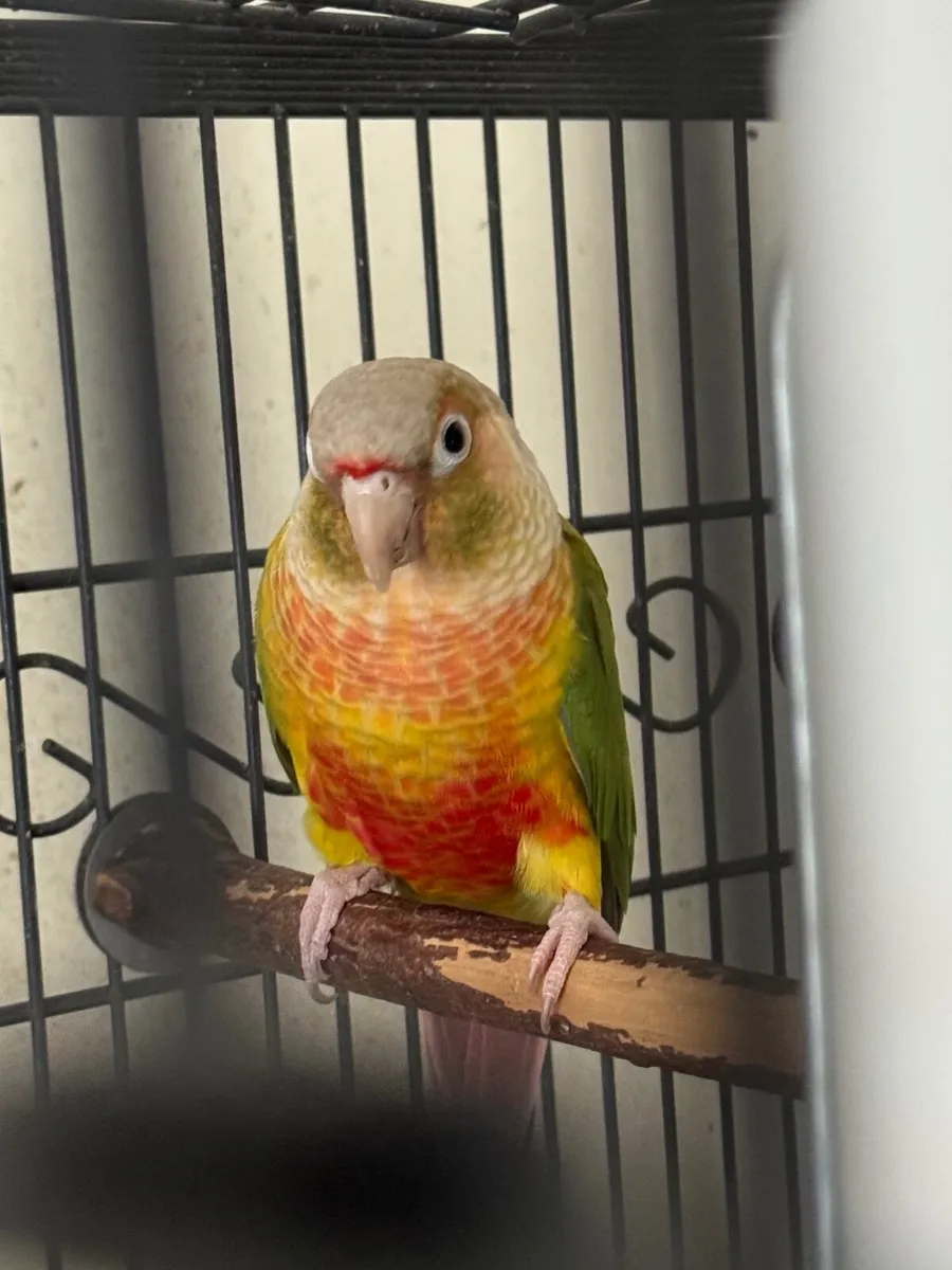 Pineapple conure - Image 1