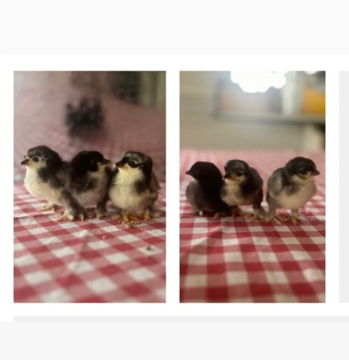 Week old black mottled Pekin Bantam Chicks - Image 1