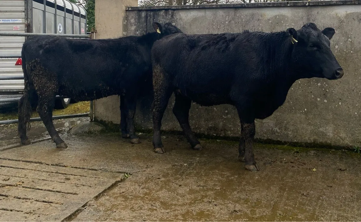 Two Angus First Calving Heifers - Image 1
