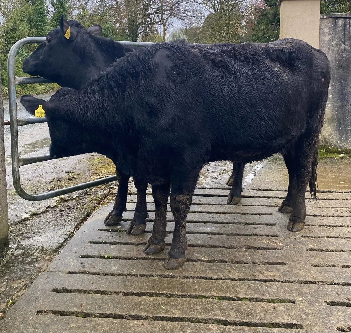 Two Angus First Calving Heifers - Image 2
