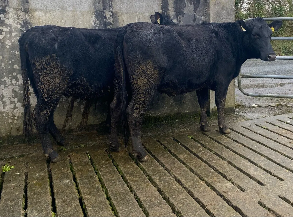 Two Angus First Calving Heifers - Image 3