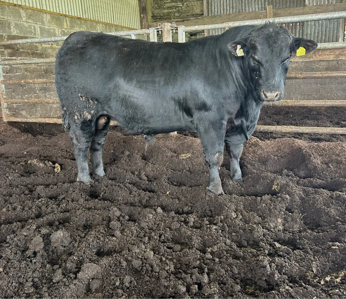 Top Quality Angus Bulls - Image 4