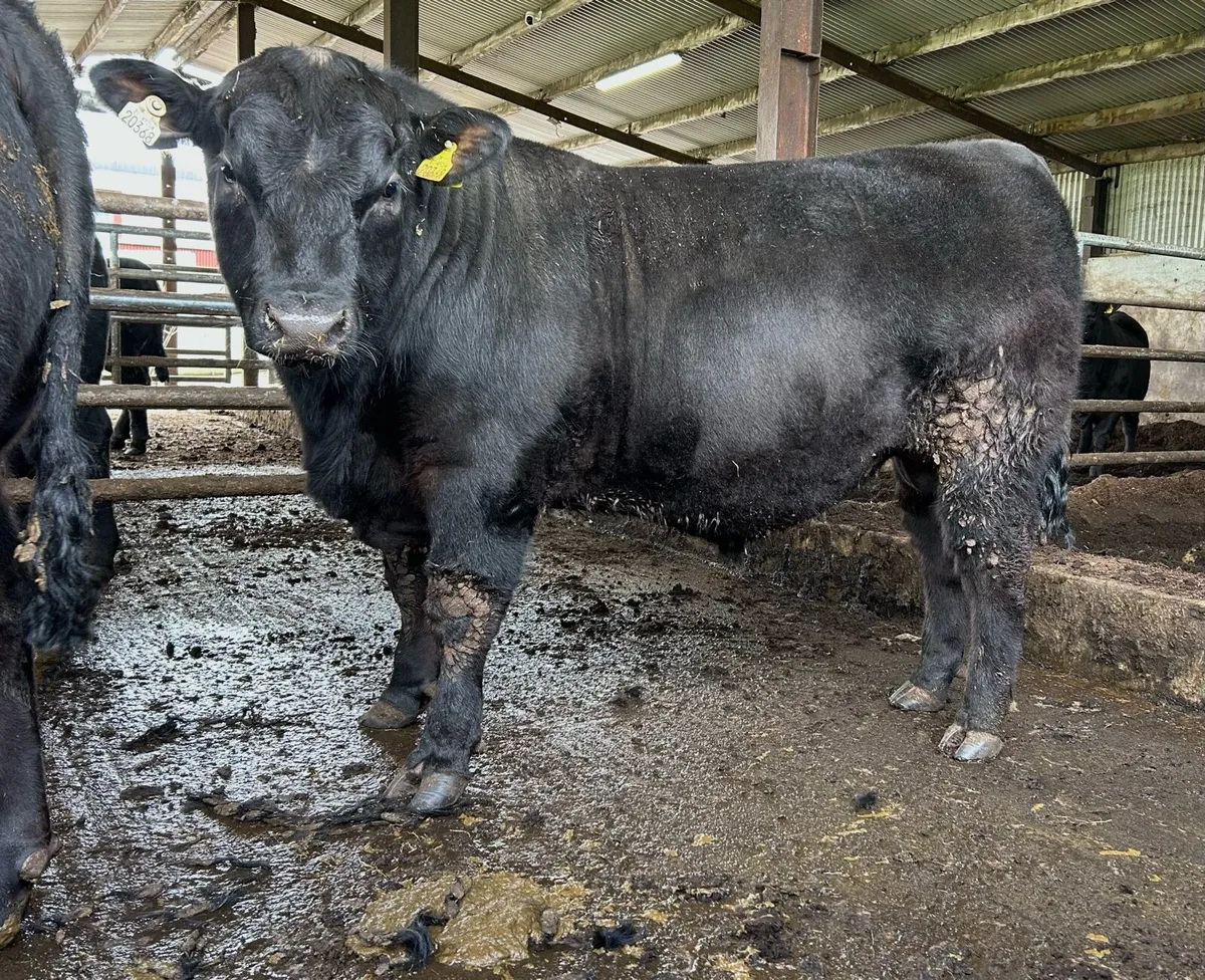 Top Quality Angus Bulls - Image 2