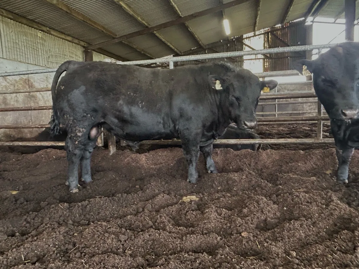 Top Quality Angus Bulls - Image 3