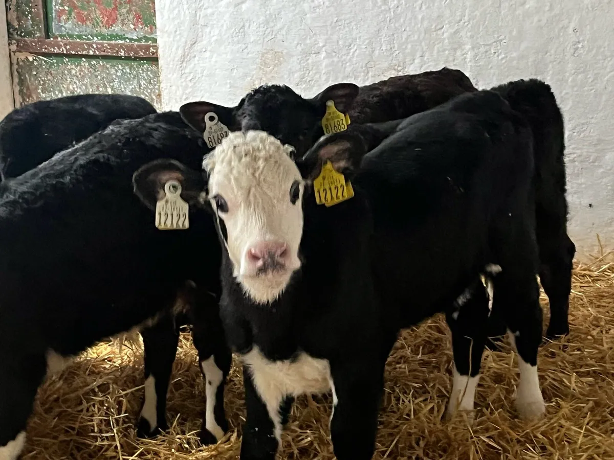 14 SUPER 7/9 WEEK OLD AA HE BULL CALVES - Image 1