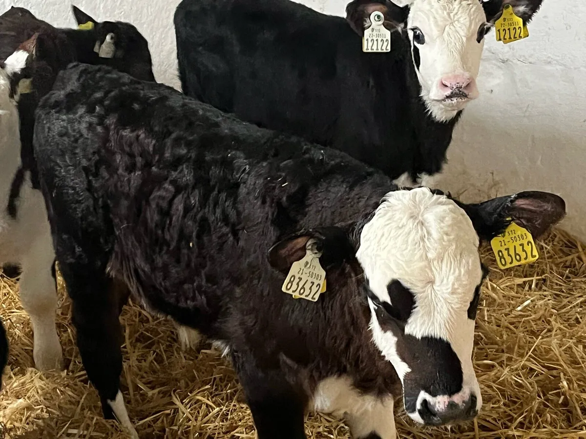 14 SUPER 7/9 WEEK OLD AA HE BULL CALVES - Image 2