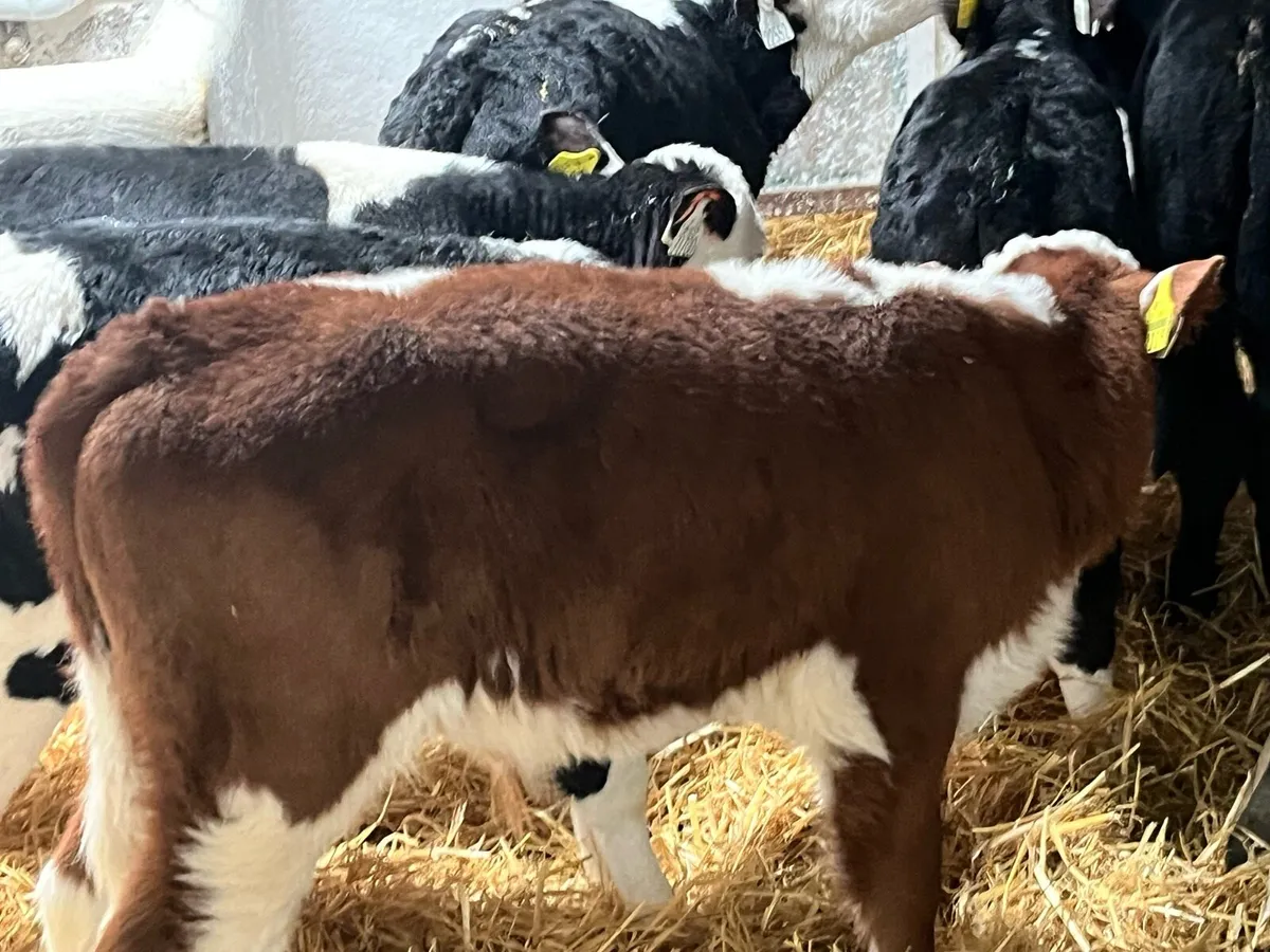 14 SUPER 7/9 WEEK OLD AA HE BULL CALVES - Image 3