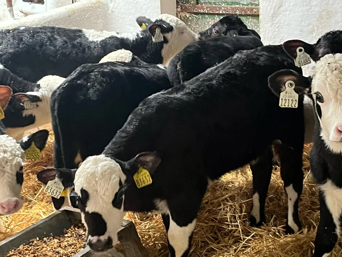 14 SUPER 7/9 WEEK OLD AA HE BULL CALVES - Image 4