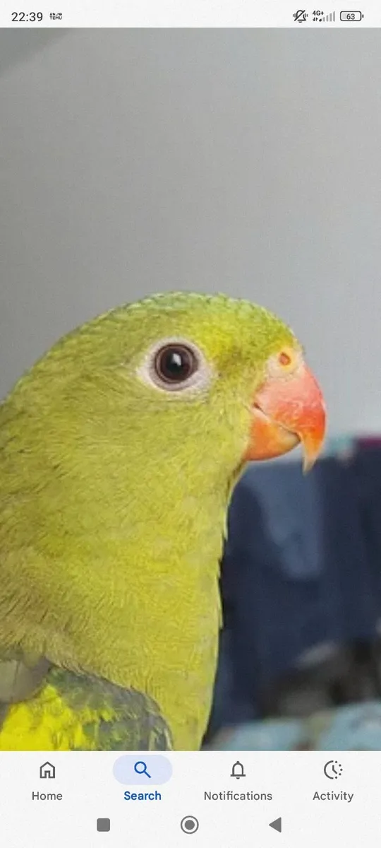 Regent parrots - Image 2