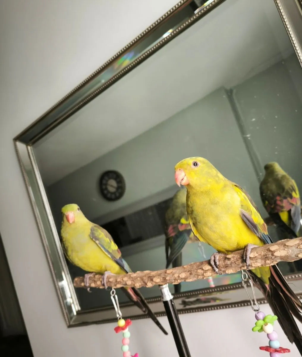 Regent parrots - Image 1
