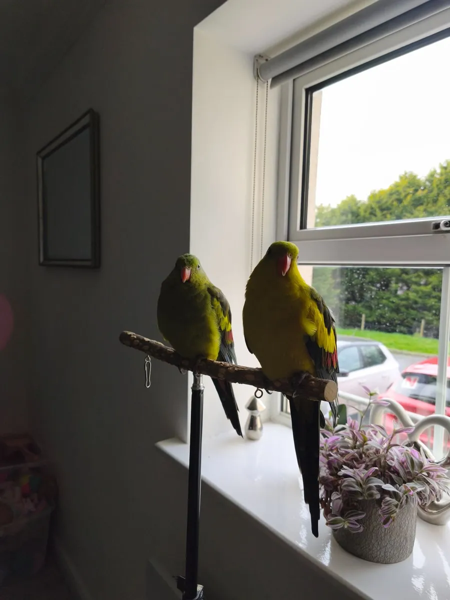 Regent parrots - Image 4
