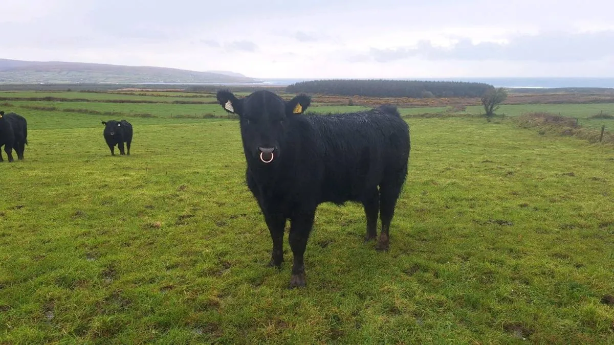 Pedigree Angus Bulls For Ballina Mart 14th April - Image 1