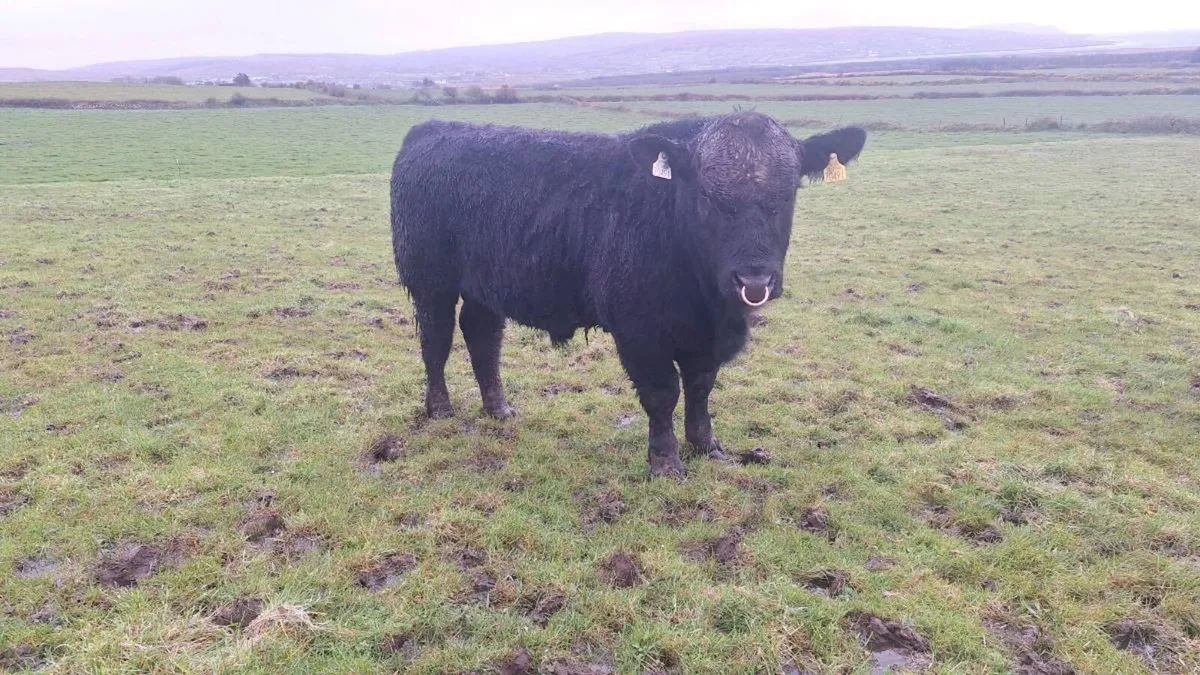 Pedigree Angus Bulls For Ballina Mart 14th April - Image 3