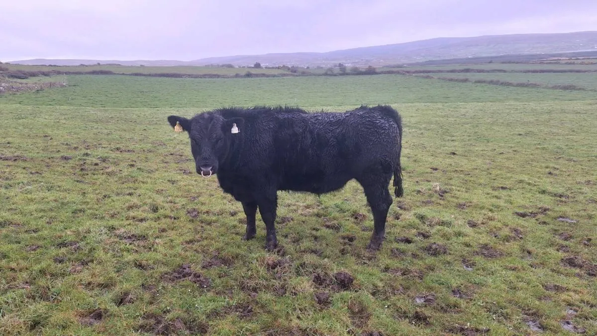 Pedigree Angus Bulls For Ballina Mart 14th April - Image 2