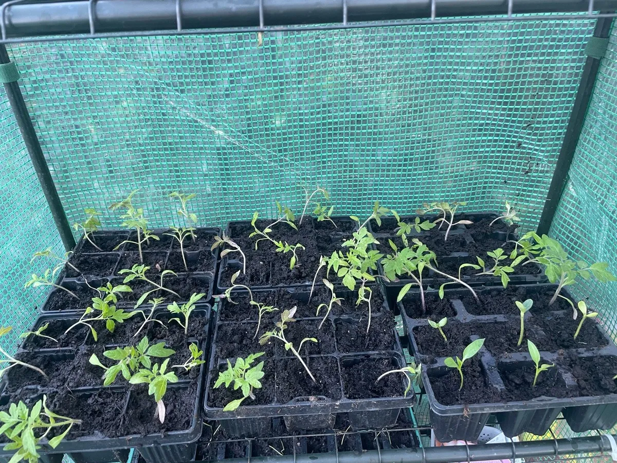 Plants for sale - Image 2