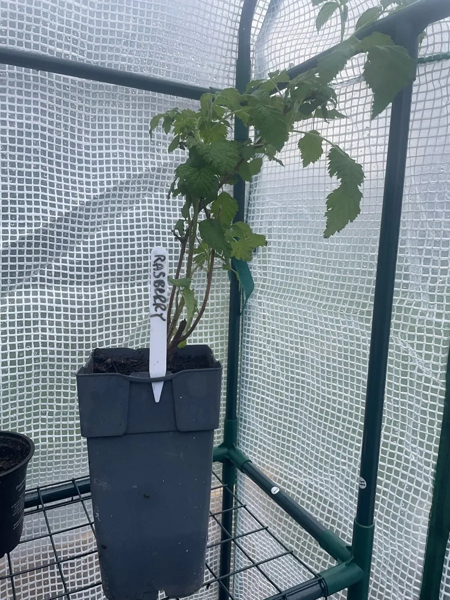 Plants for sale - Image 1