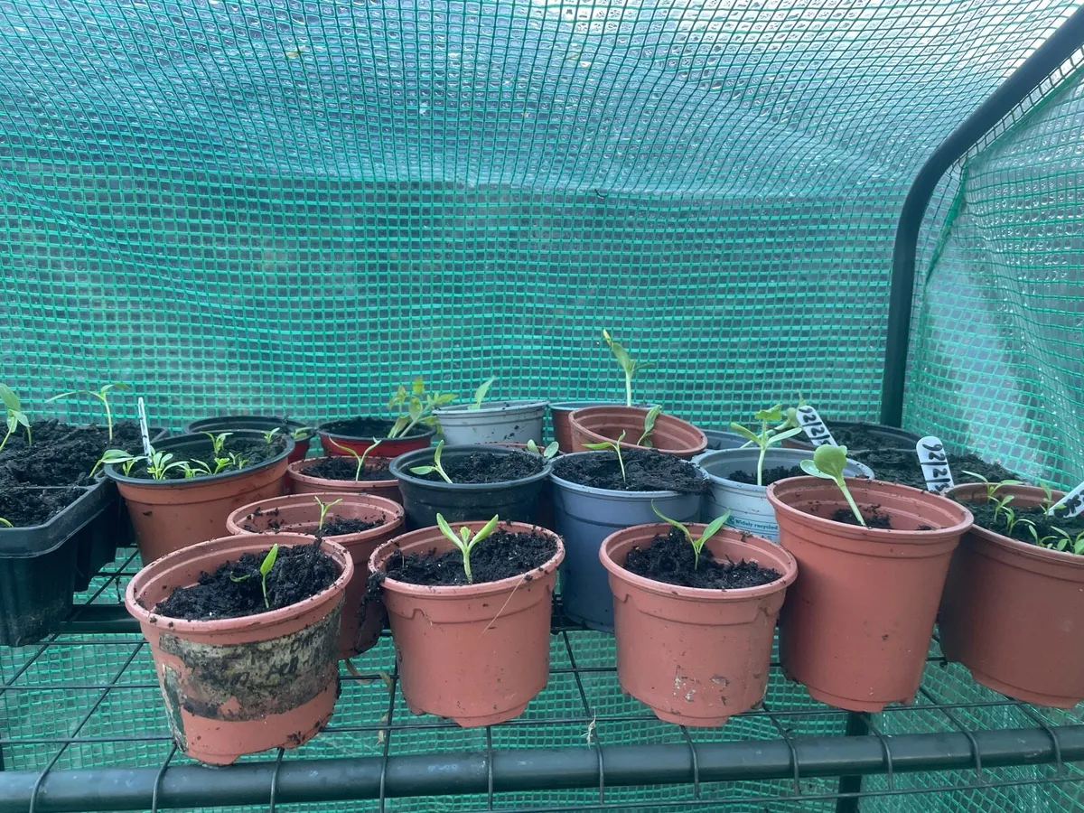 Plants for sale - Image 3