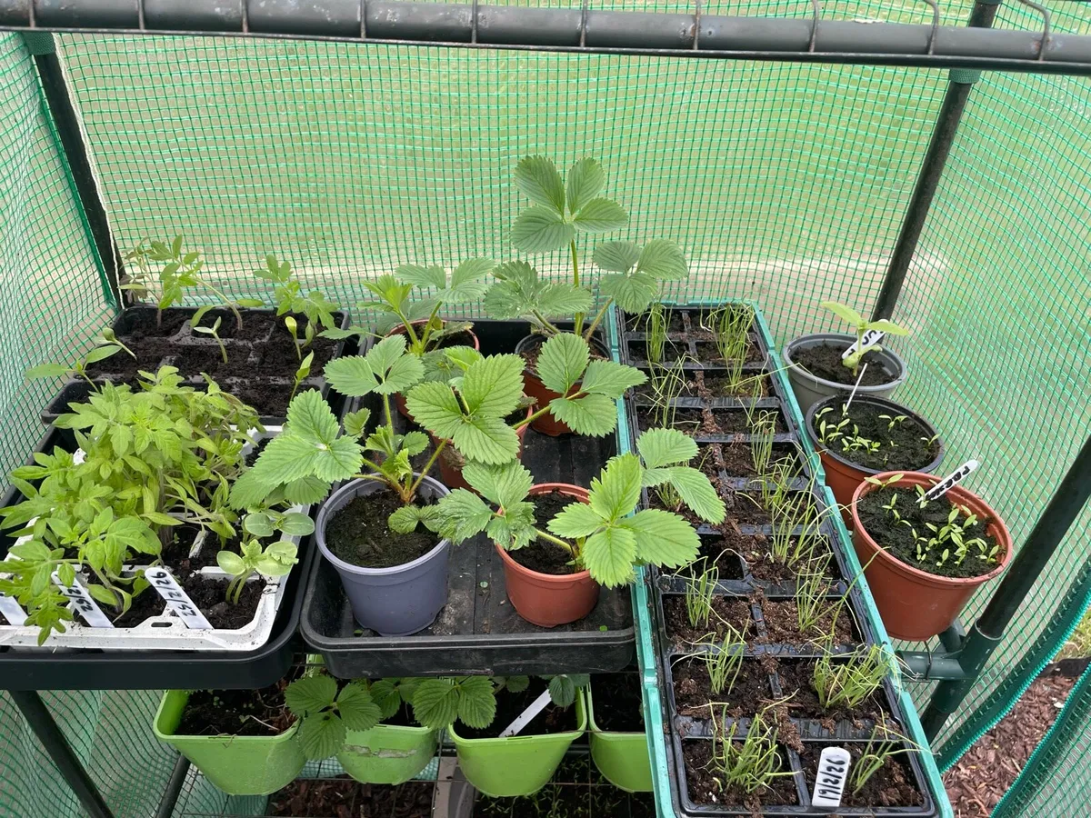 Plants for sale - Image 4