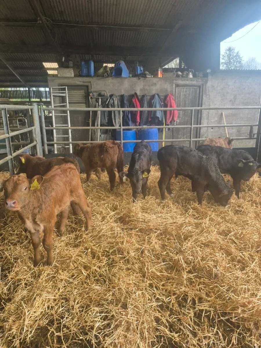 Calves - Image 1