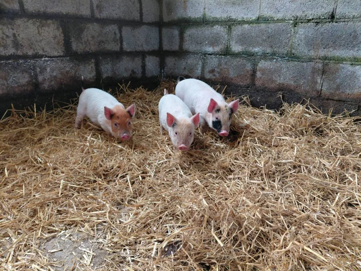 Weaned piglets - Image 2