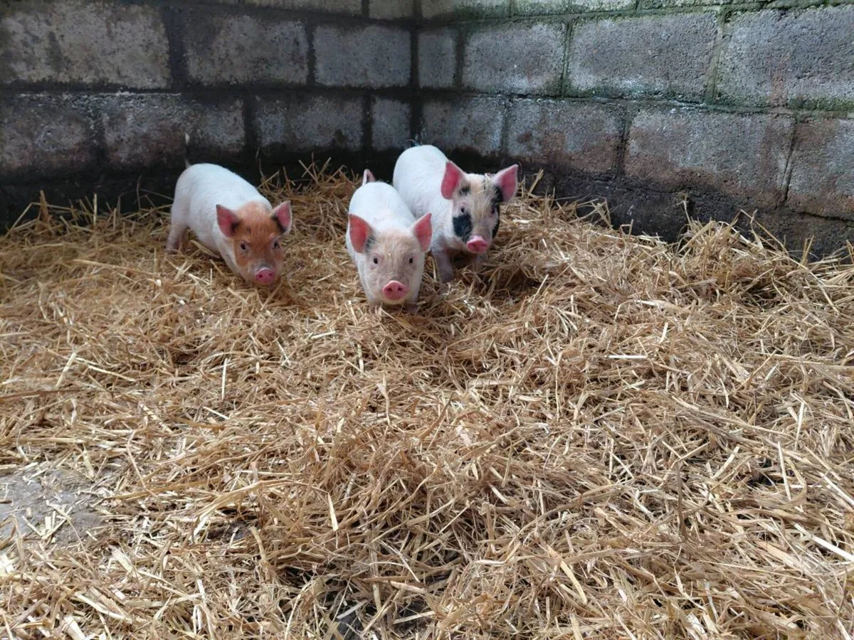 Weaned piglets - Image 3