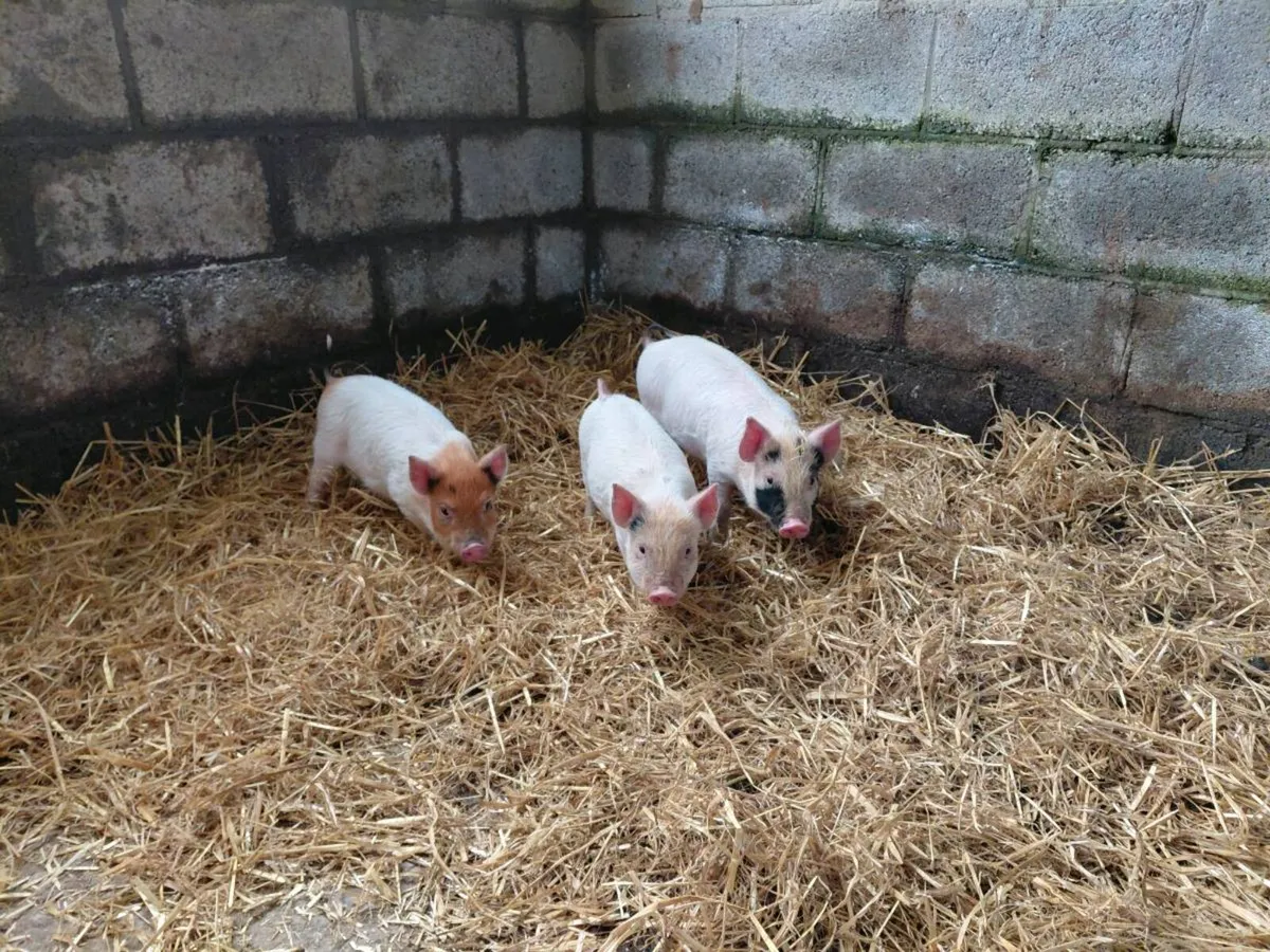 Weaned piglets - Image 4