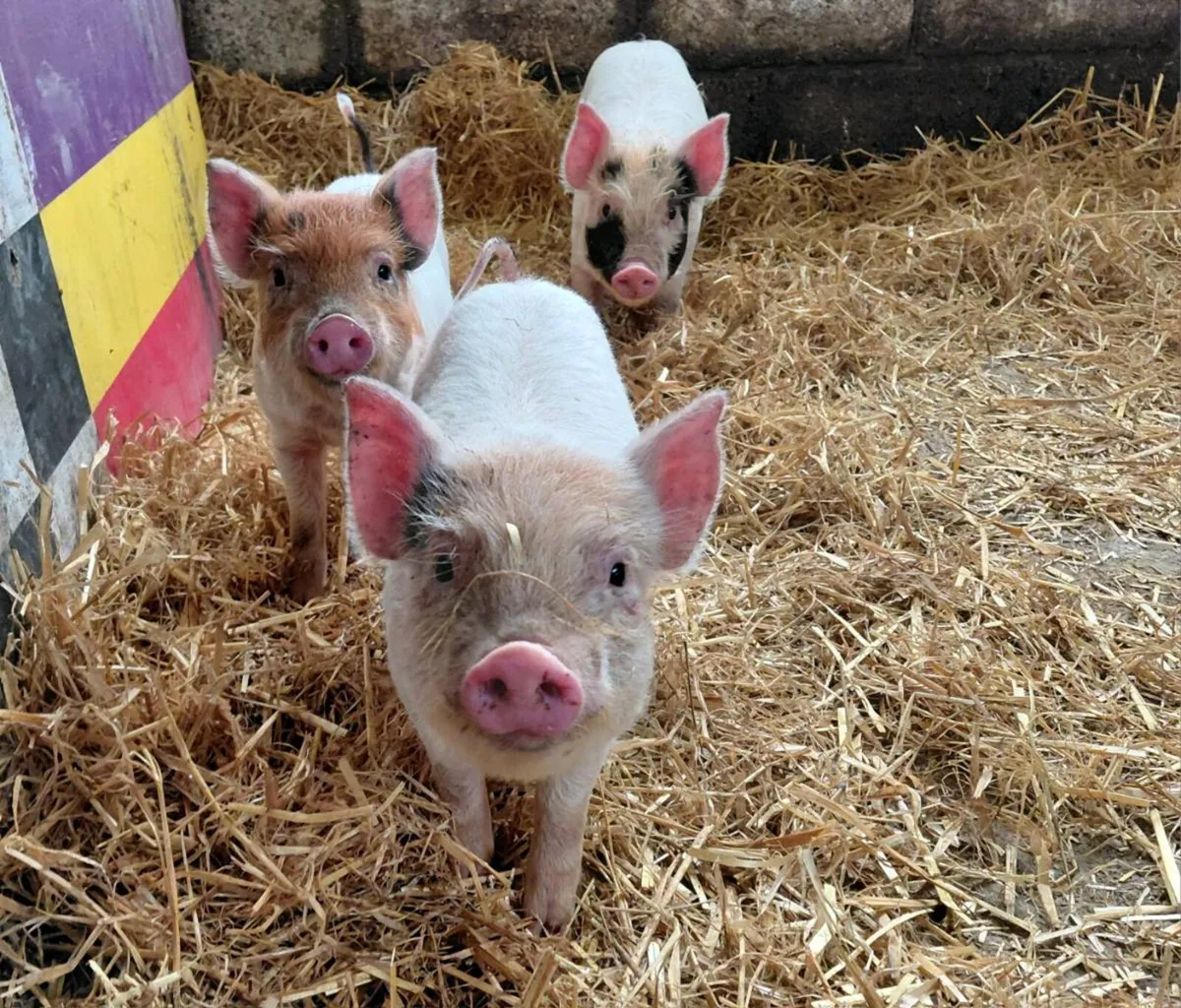 Weaned piglets - Image 1
