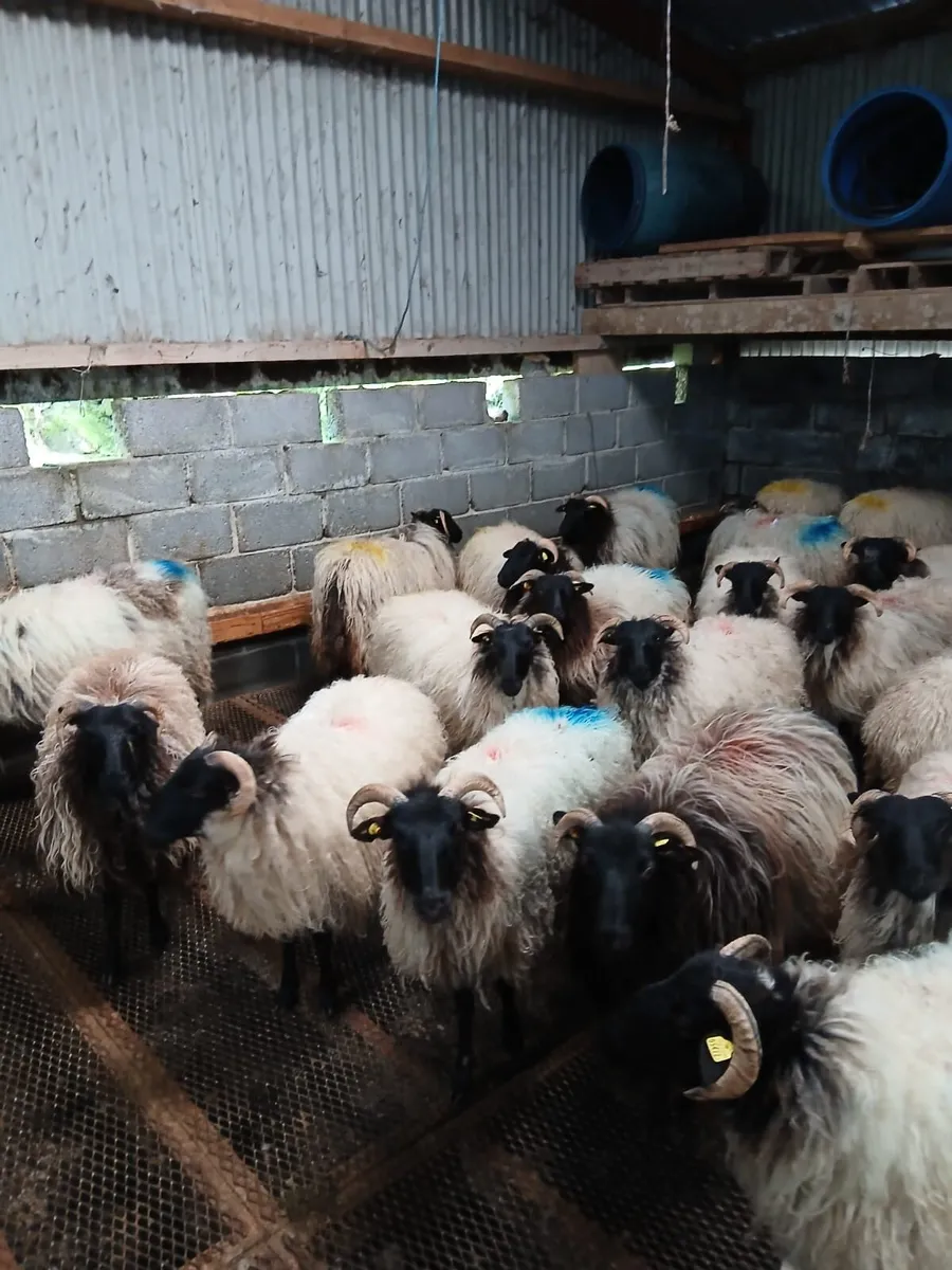 Blackfaced Ewe Hoggets - Image 1