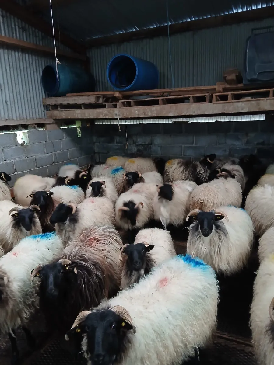 Blackfaced Ewe Hoggets - Image 2