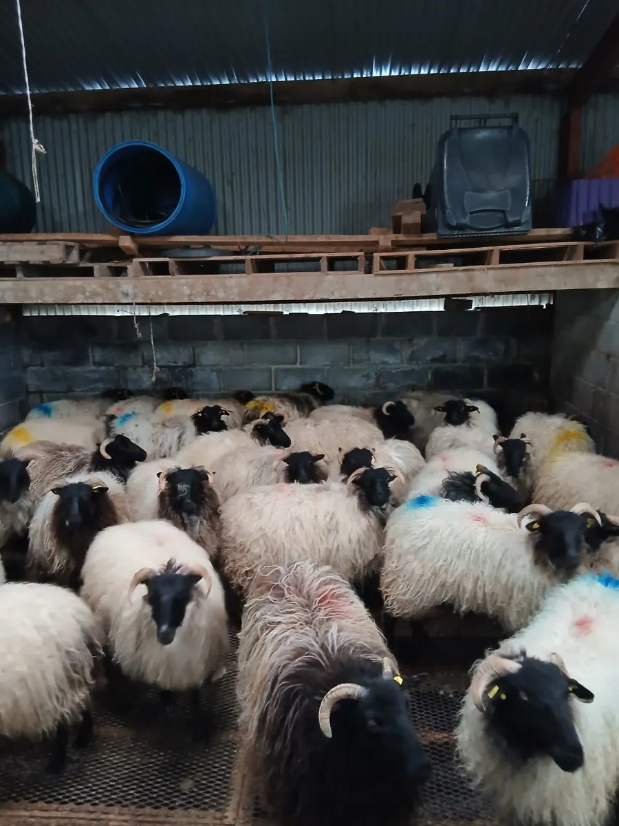 Blackfaced Ewe Hoggets - Image 3