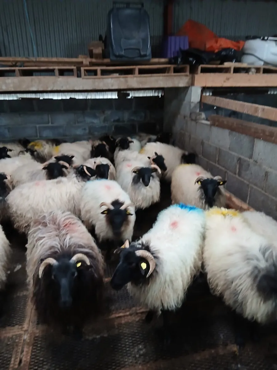 Blackfaced Ewe Hoggets - Image 4